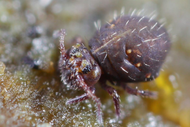Lipothrix lubbocki