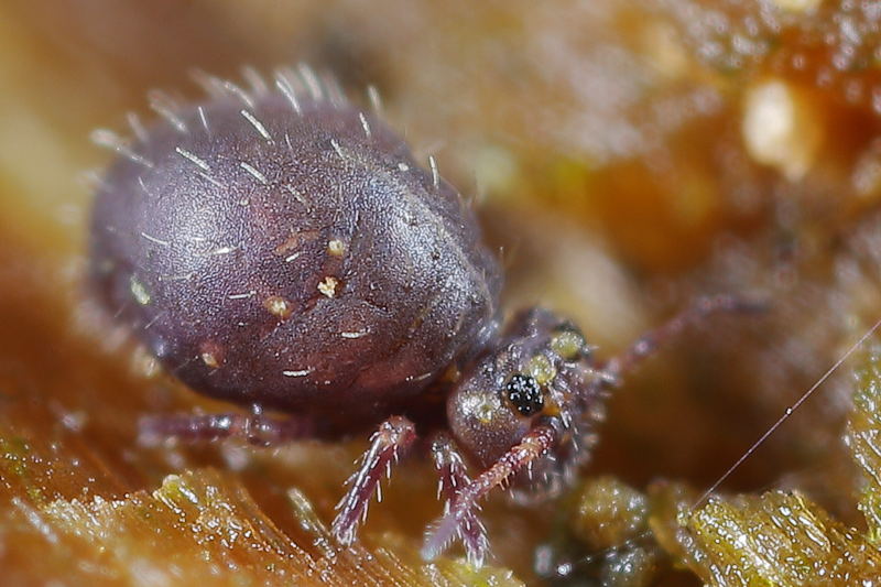 Lipothrix lubbocki
