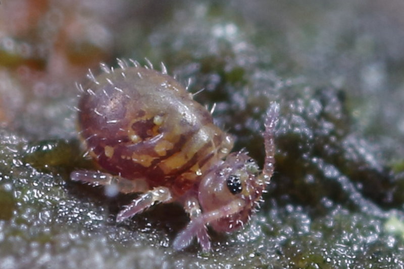 Lipothrix lubbocki, juveniel