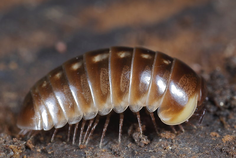 Loboglomeris pyrenaica