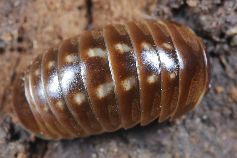Loboglomeris pyrenaica