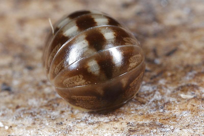 Loboglomeris pyrenaica