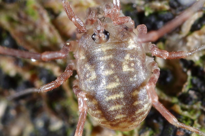 Lophopilio palpinalis, juvenile