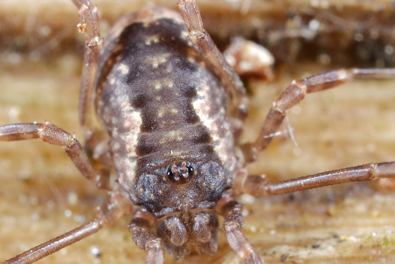 Lophopilio palpinalis, juvenile