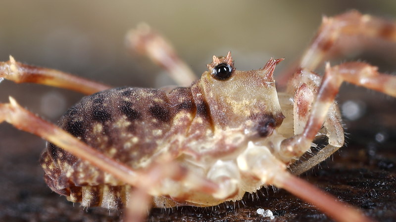 Lophopilio palpinalis