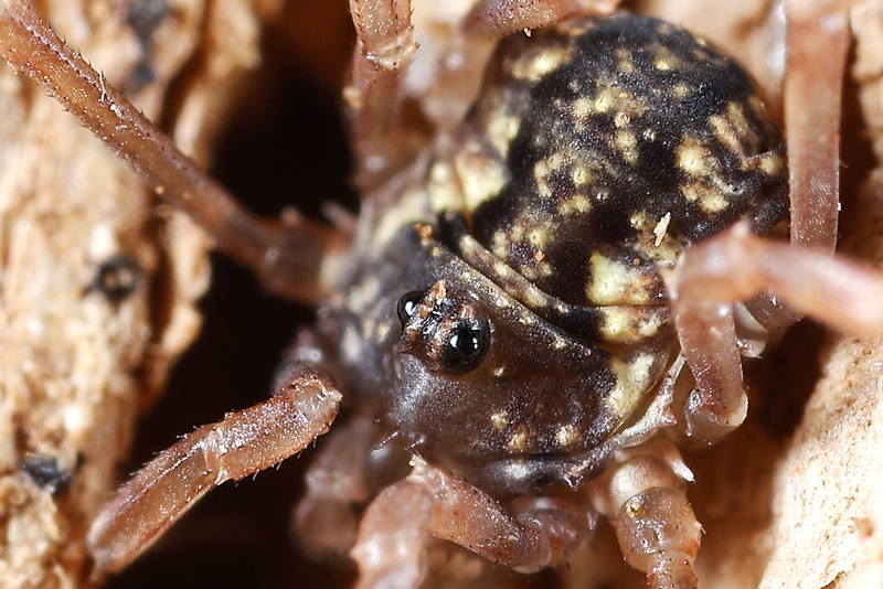 Lophopilio palpinalis, juvenile