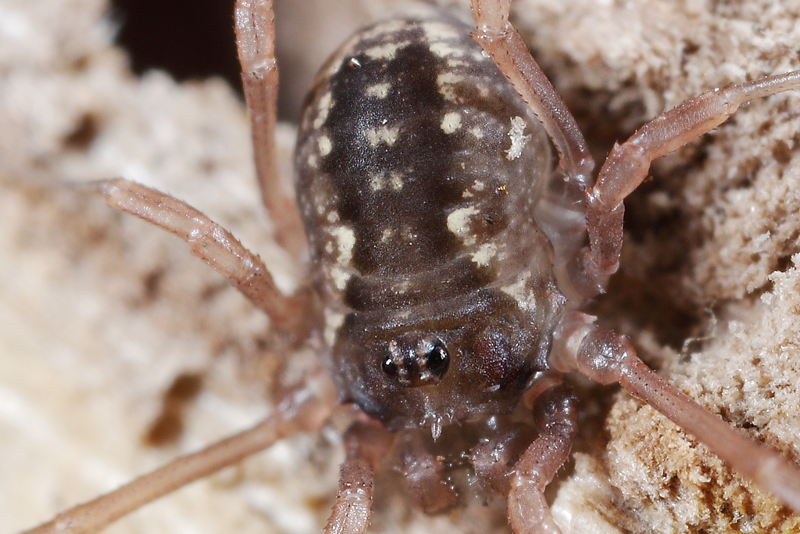 Lophopilio palpinalis, juvenile