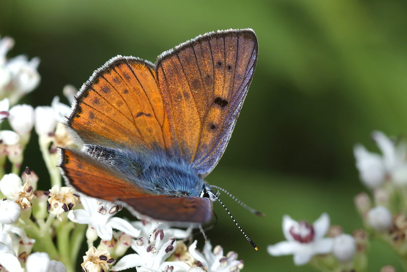 Violette vuurvlinder, Lycaena alciphron ♂ (BG)