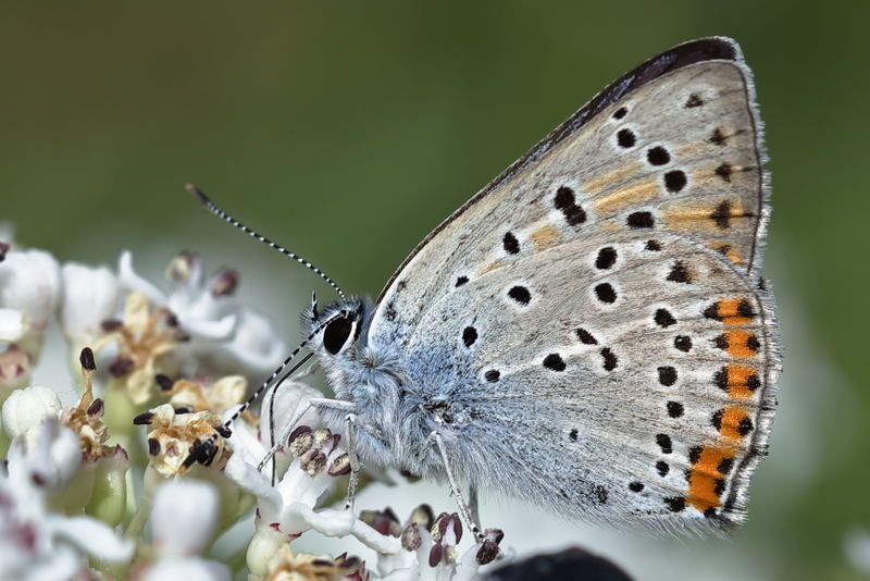 Violette vuurvlinder, Lycaena alciphron (BG)