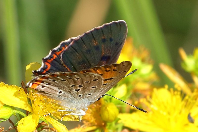 Violette vuurvlinder, Lycaena alciphron ♀ (BG)