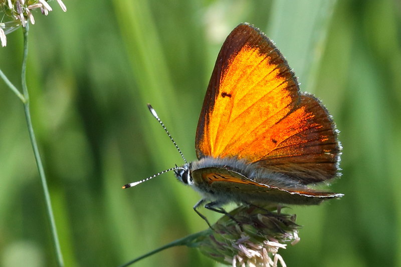 Balkanvuurvlinder, Lycaena candens ♂ (BG)