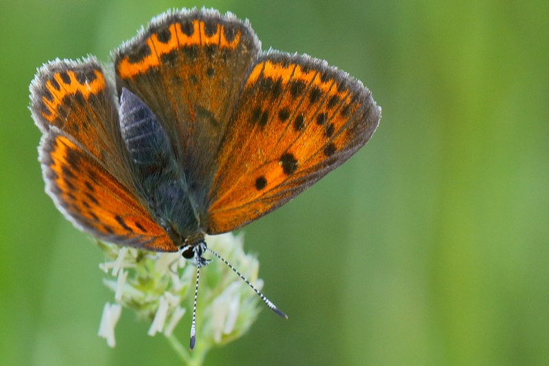 Balkanvuurvlinder, Lycaena candens ♀ (BG)