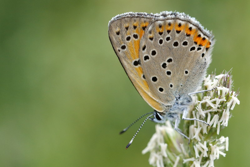 Balkanvuurvlinder, Lycaena candens (BG)