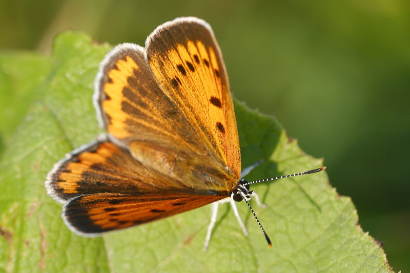 Grote vuurvlinder, Lycaena dispar rutila (SK)