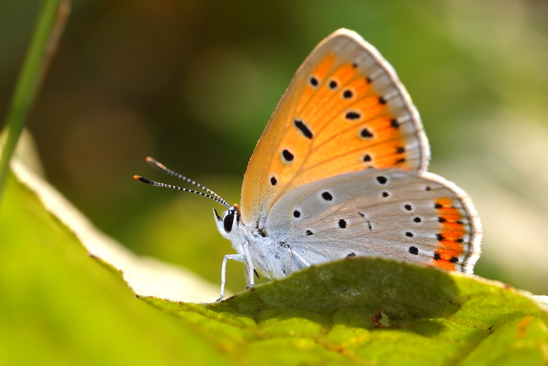 Grote vuurvlinder, Lycaena dispar rutila (SK)