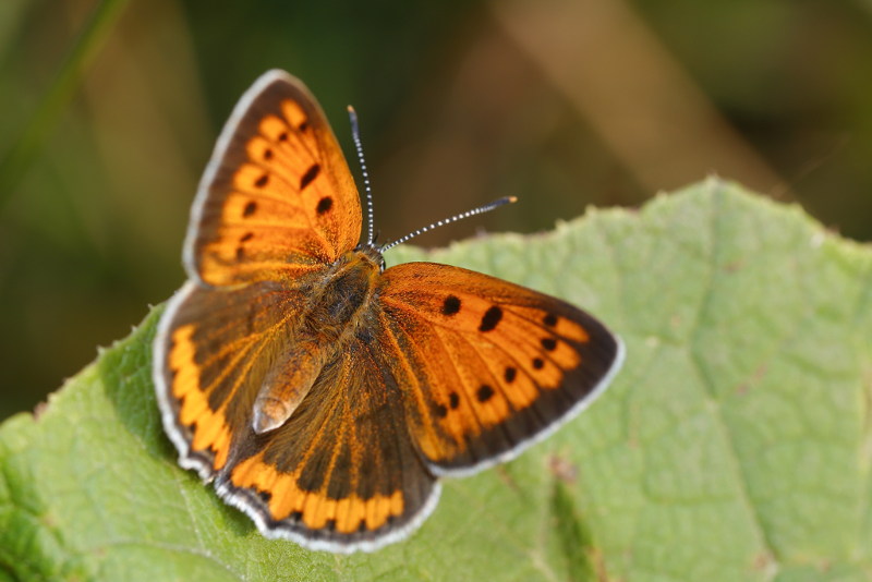 Grote vuurvlinder, Lycaena dispar rutila (SK)