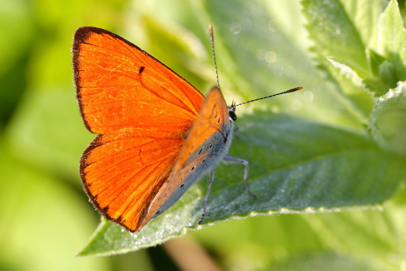 Grote vuurvlinder, Lycaena dispar rutila (BG)