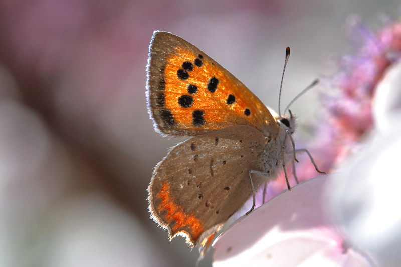 Kleine vuurvlinder, Lycaena phlaeas