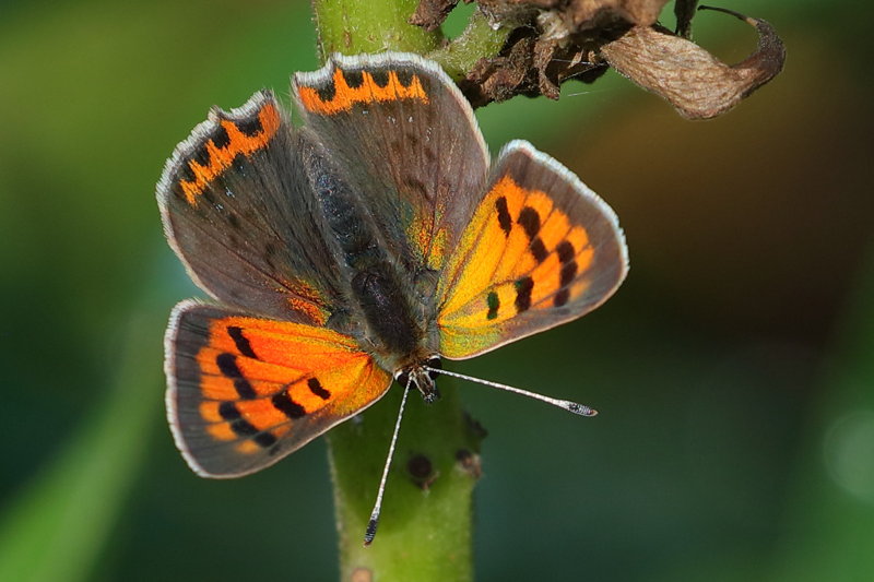 Kleine vuurvlinder, Lycaena phlaeas (NL)
