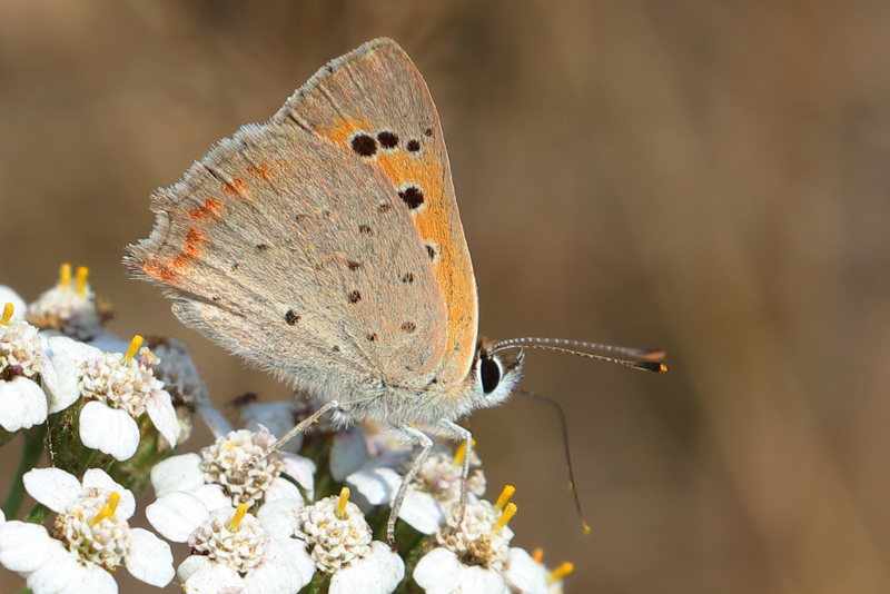 Kleine vuurvlinder, Lycaena phlaeas (NL)