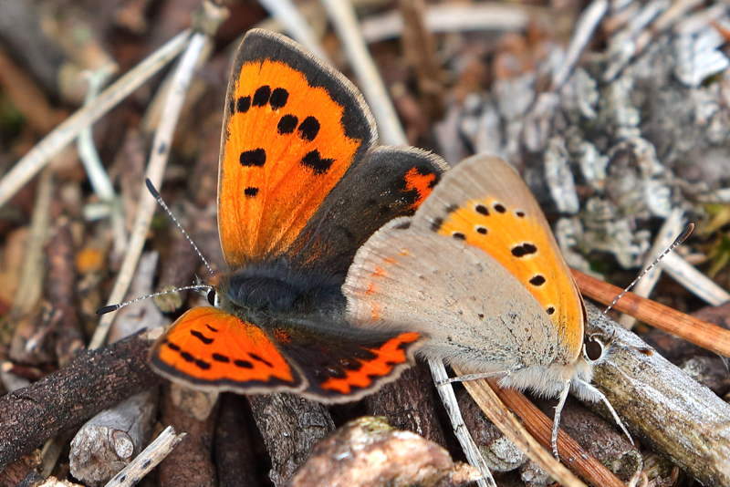 Kleine vuurvlinder, Lycaena phlaeas (NL)