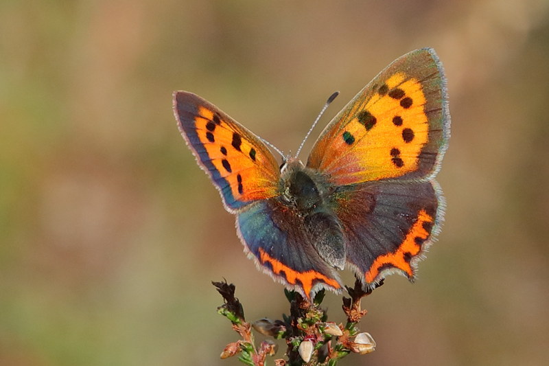 Kleine vuurvlinder, Lycaena phlaeas (NL)