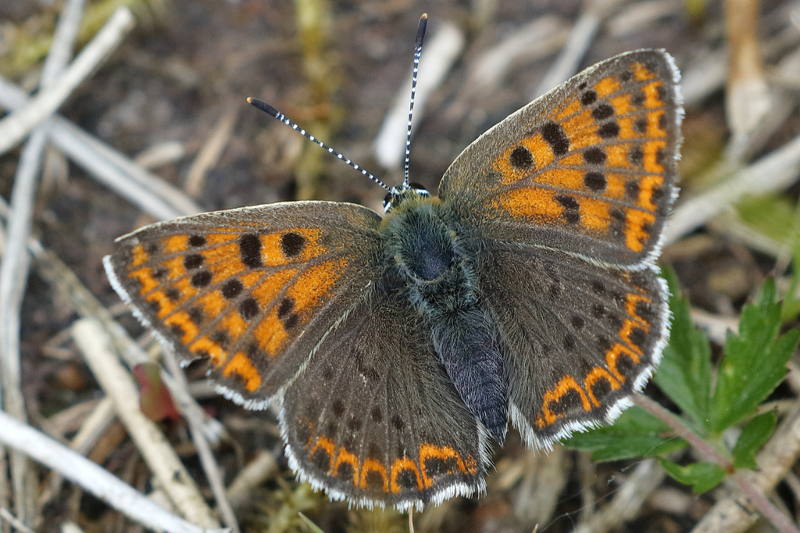 Bruine vuurvlinder, Lycaena tityrus ♀ (NL)