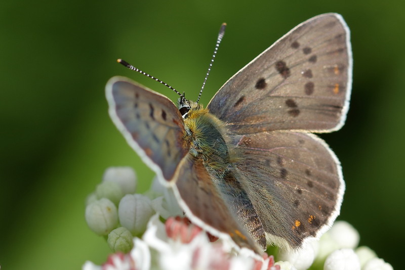 Bruine vuurvlinder, Lycaena tityrus ♂ (BG)