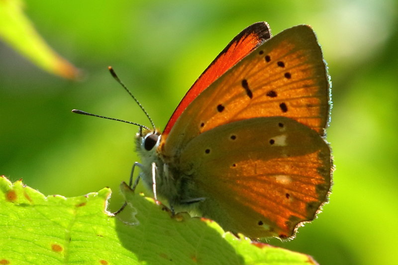 Morgenrood, Lycaena virgaureae (BG)