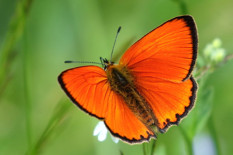 Morgenrood, Lycaena virgaureae (BG)