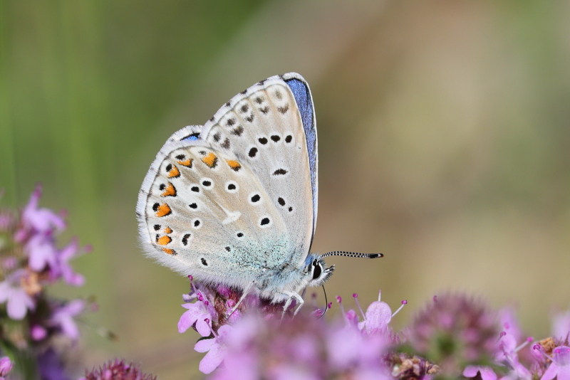 Adonisblauwtje, Lysandra bellargus (FR)