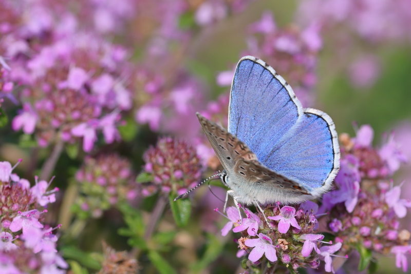 Adonisblauwtje, Lysandra bellargus (GR)
