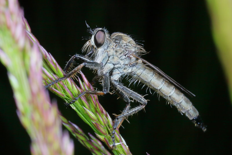 Stekelpootroofvlieg, Machimus arthriticus