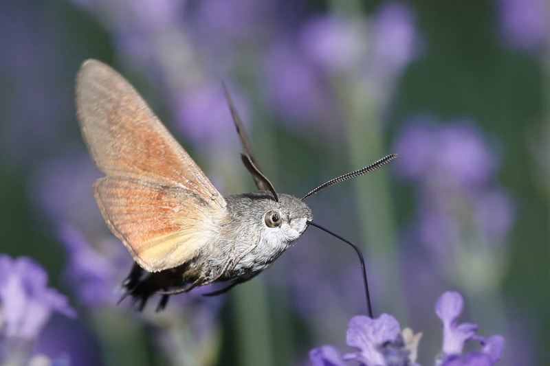 Kolibrievlinder, Macroglossum stellatarum