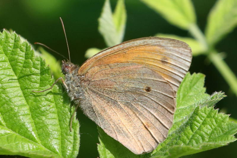 Bruin zandoogje, Maniola jurtina (BG)