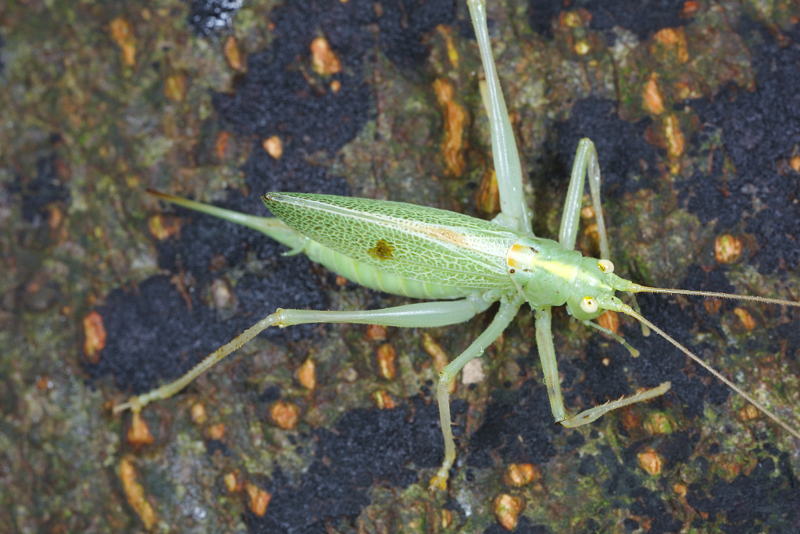 Boomsprinkhaan, Meconema thalassinum, ♀