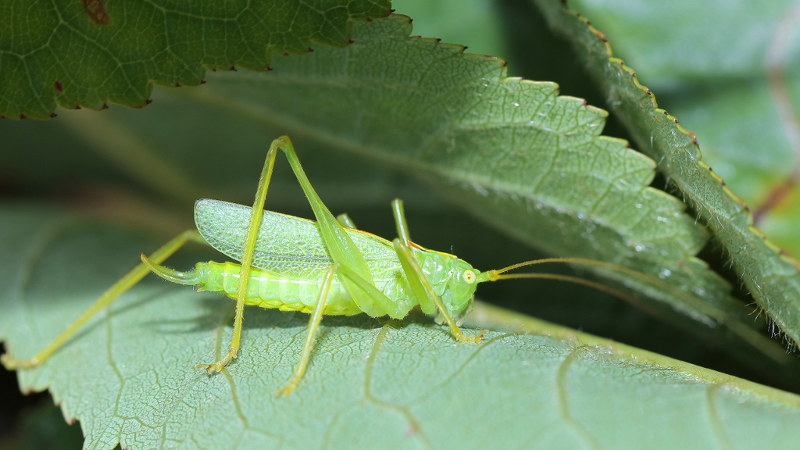 Boomsprinkhaan, Meconema thalassinum,  ♂