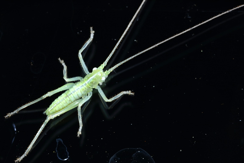 Boomsprinkhaan, Meconema thalassinum, juveniel ♂