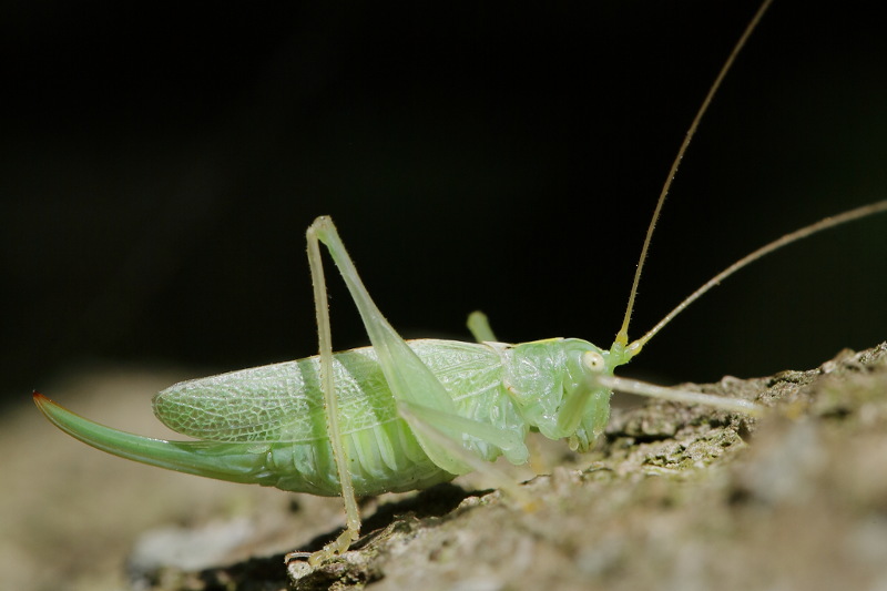 Boomsprinkhaan, Meconema thalassinum,  ♀.
