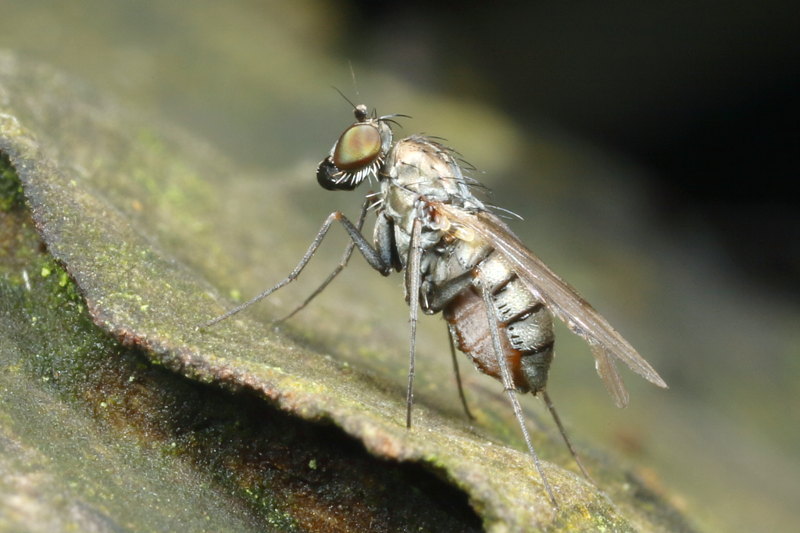 Medetera jacula ♀