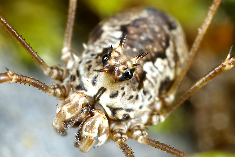 Megabunus diadema