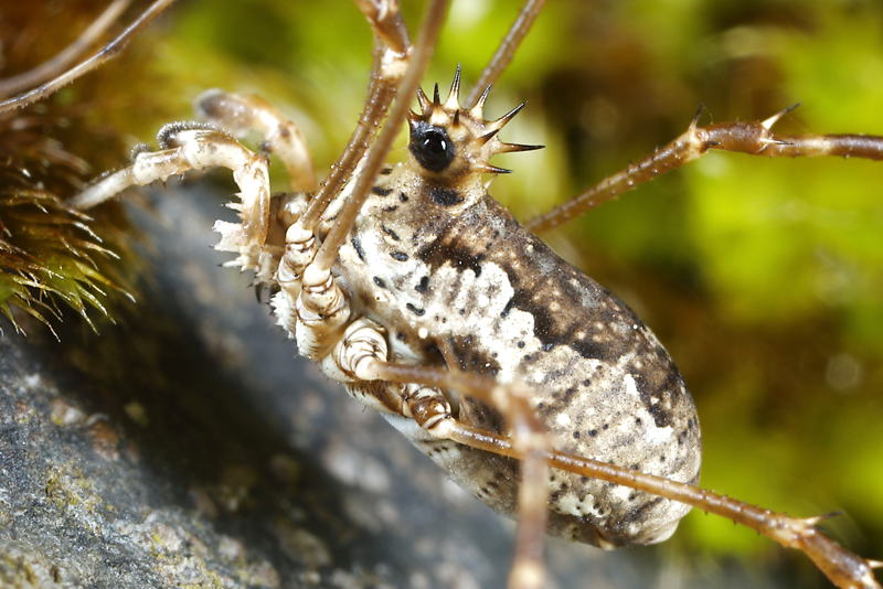Megabunus diadema