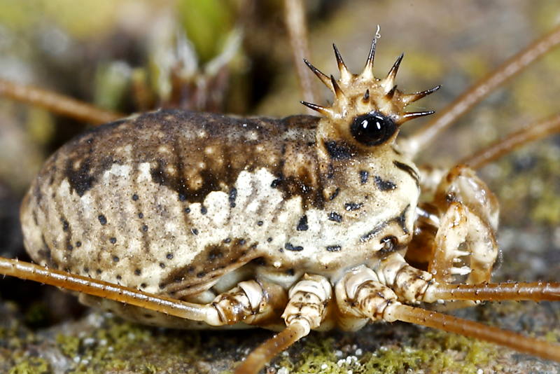 Megabunus diadema