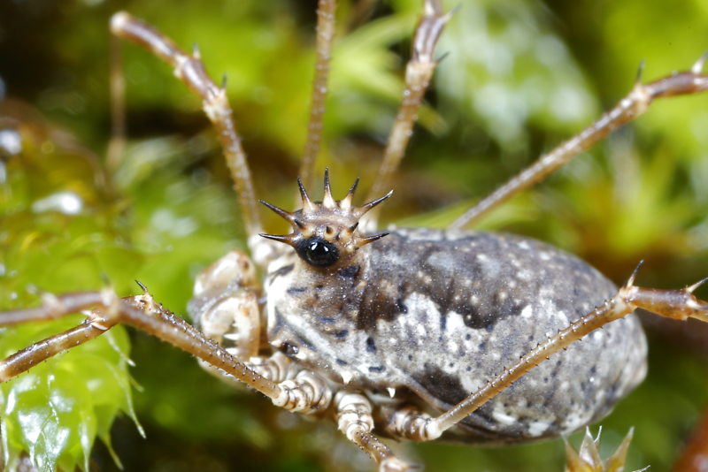 Megabunus diadema