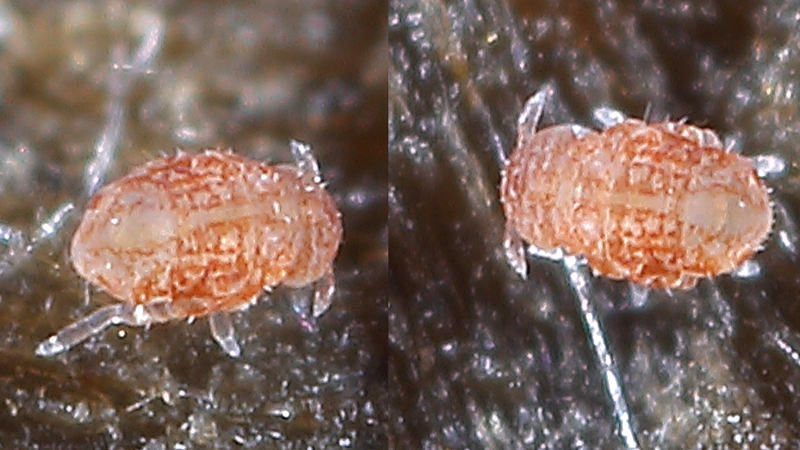 Megalothorax minimus