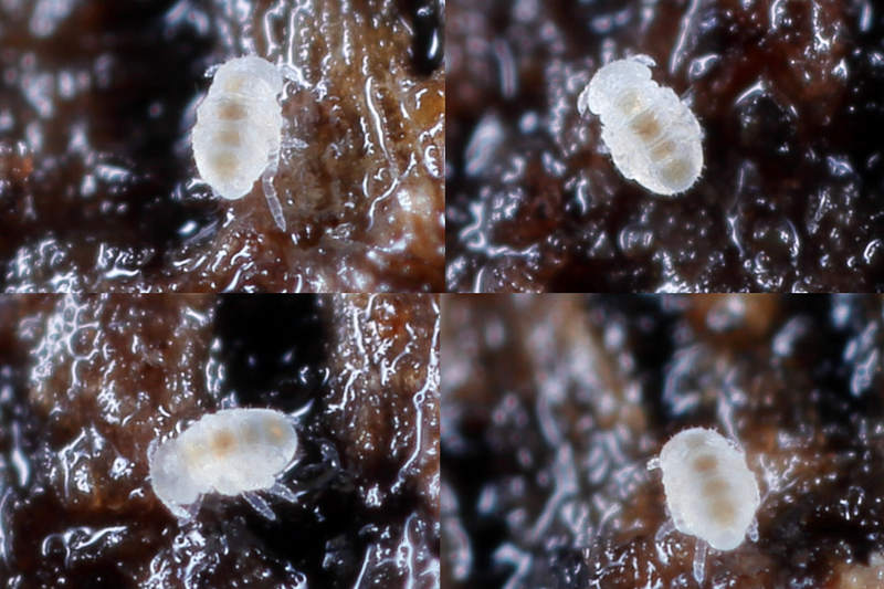 Megalothorax minimus, juveniel