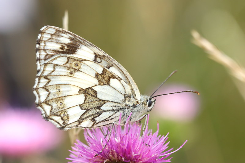 Dambordje, Melanargia galathea (SK)