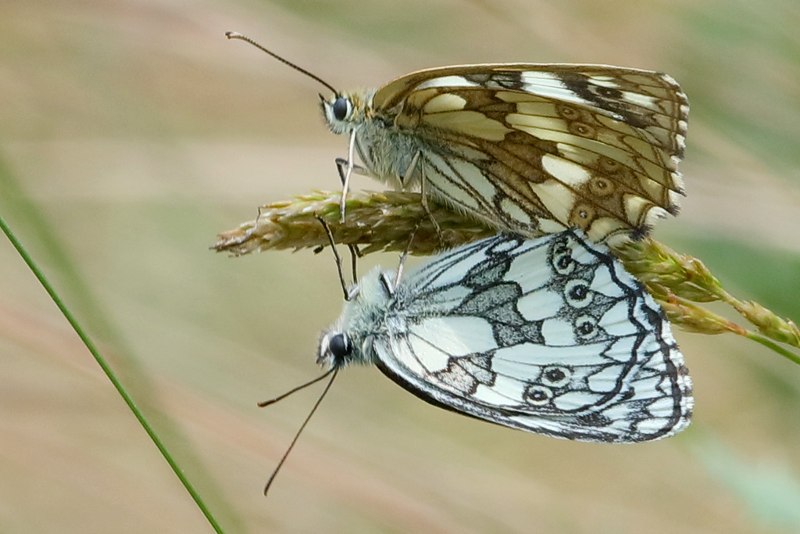 Dambordje, Melanargia galathea (BG)