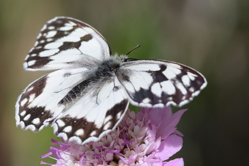 Spaans dambordje, Melanargia lachesis (E)