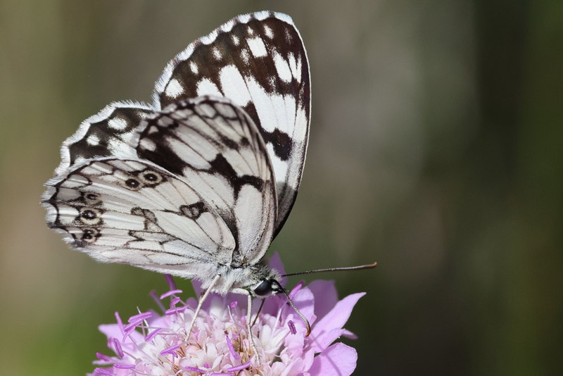 Spaans dambordje, Melanargia lachesis (E)